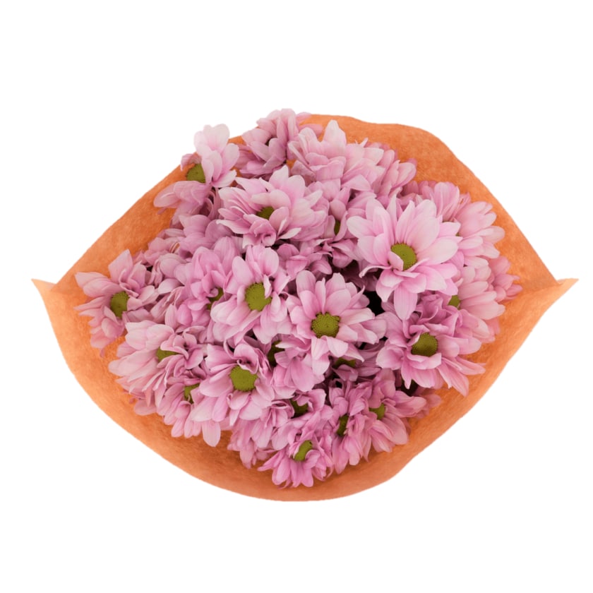 Chrysanthemen rosa 1 Bund